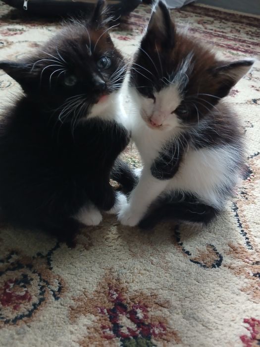 Отдам котят бесплатно