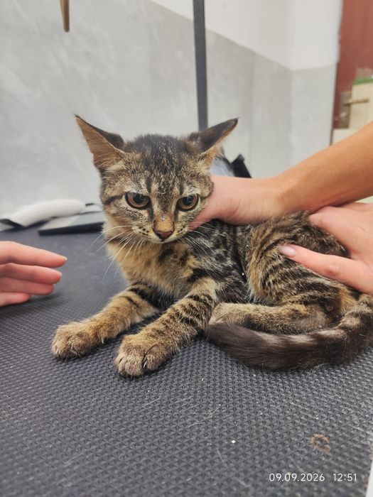 Отдам котят в добрые руки