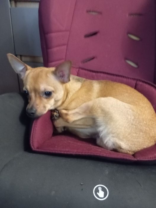 Отдам в добрые руки