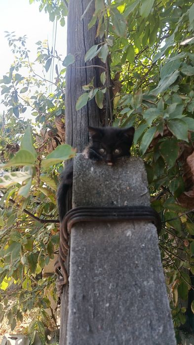Отдам котят в хорошие руки