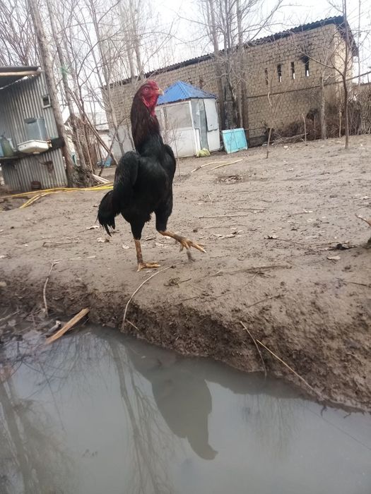 Дакан хороз сотилади кони тозза хали ойнамаган йошга толди манзил бука