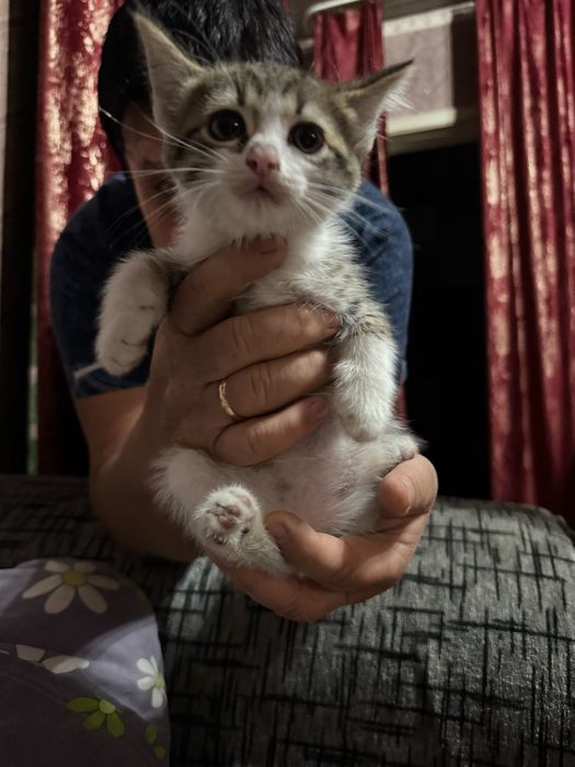 Отдам котят в добрые руки