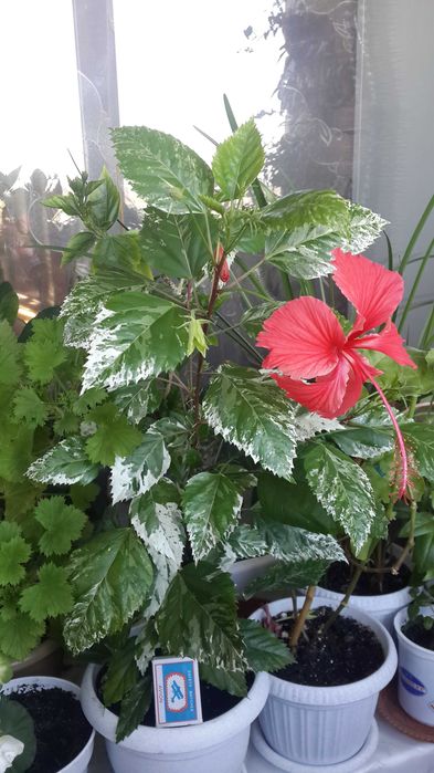 гибискусы разных расцветок