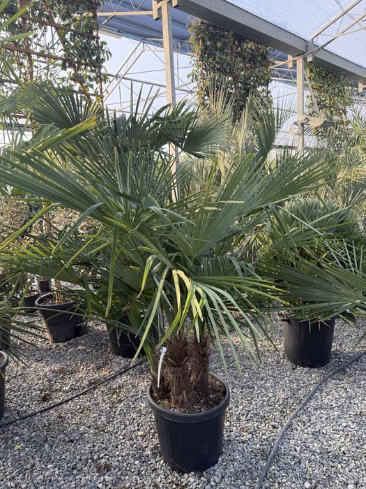 Palmier Trachycarpus 120–300 cm, rezistent la frig, poze reale