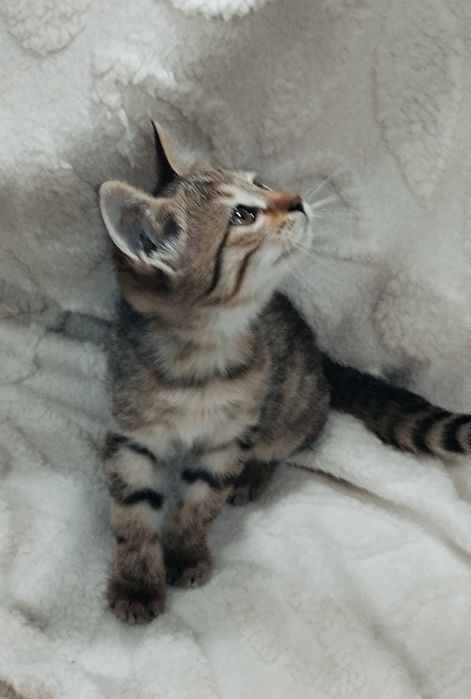 Подарю домашних котят. Мальчики и девочки. 2 месяца.