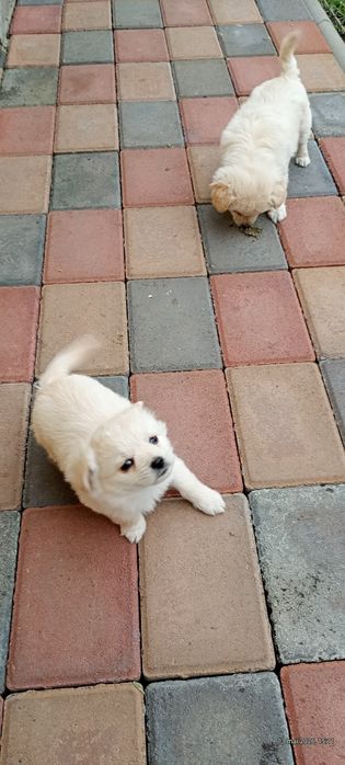 Pui Bichon maltez
