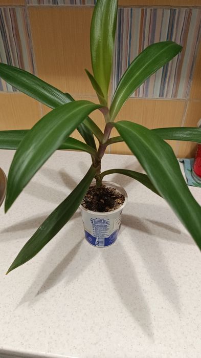 Цветы комнатные 1000 тенге.