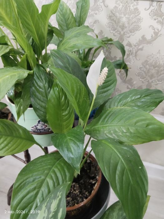 Домашние цветы "Спатифилум" (Женское счастье)