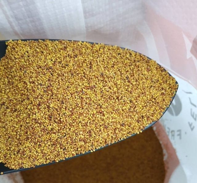 Продам семена клевер