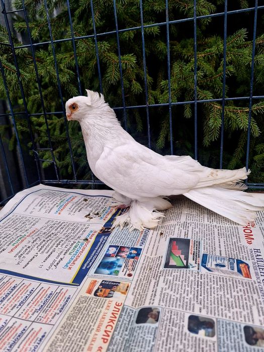 Продам самца гулбадама очень крупный мощный