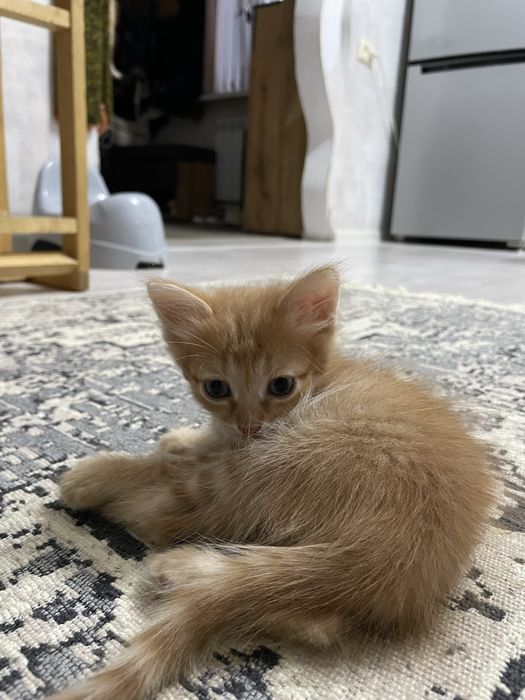 Отдаем котят в добрые руки