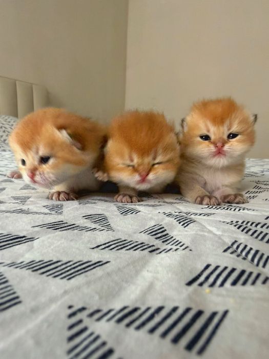 Золотые шиншиллята котята