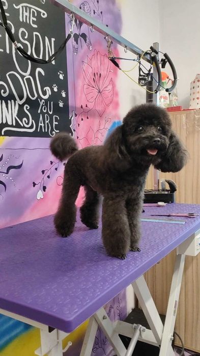 Груминг и разходки за домашни любимци