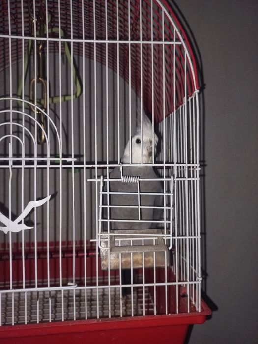 Папугай корелла сотилади