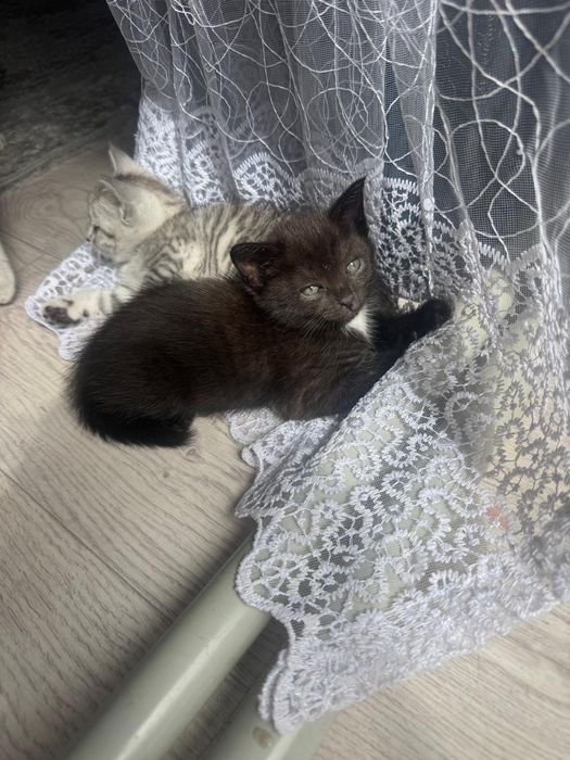 Отдам Кошечку в добрые руки! Бесплатно