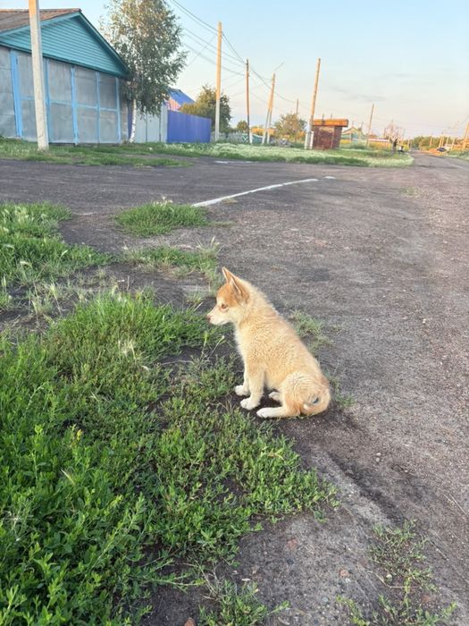 Продам щенка маламут