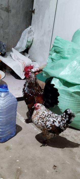 Продается японский карлик семейка, только вместе .