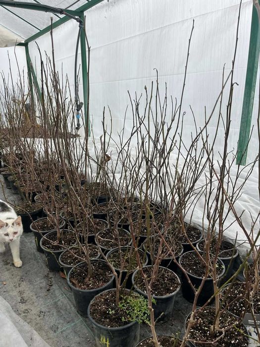 Магнолия в саксия 2 л