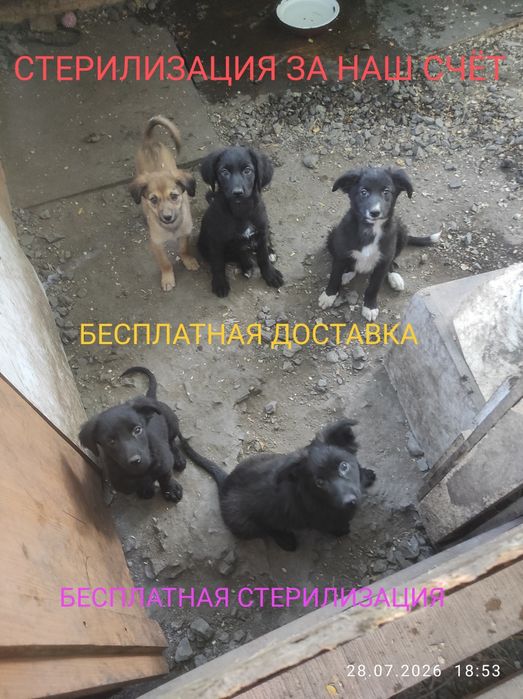 Привезу бесплатно щенков возраст 2,5 месяца без породы стерилизация
