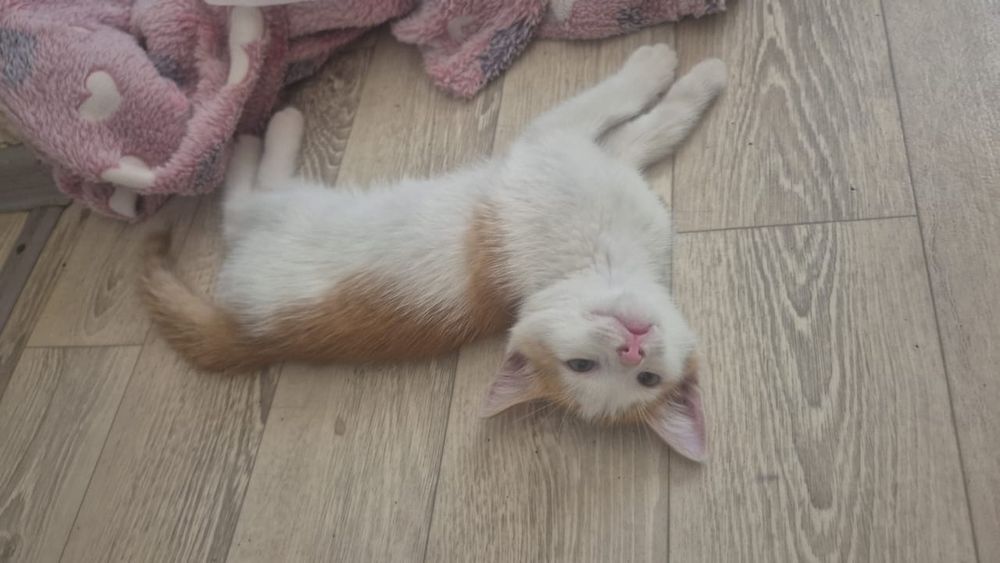 Котята мальчики в добрые руки