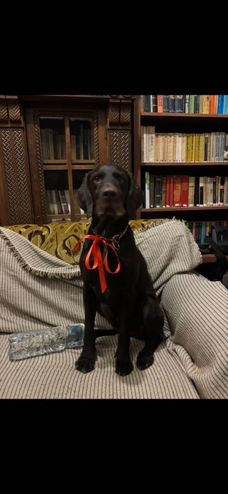 Pet sitter (bonă animale)