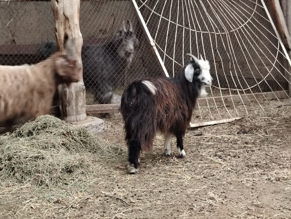 1 ta sarka va 1 ta moda qisir uloq sotiladi