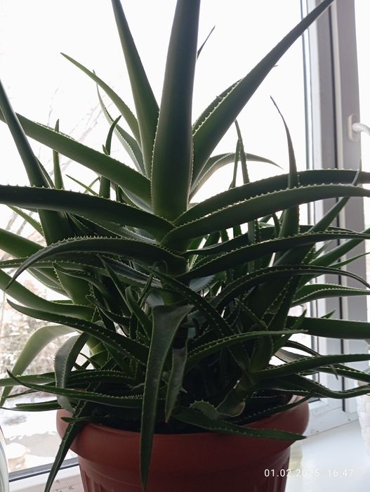 Алое готовое к использованию