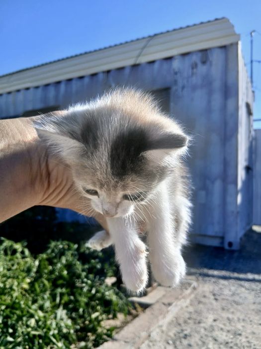 Отдам котят, 1,5 мес. котики