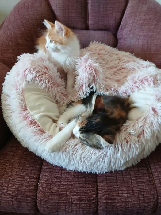 Ангорско коте - мъжко, на 3 месеца