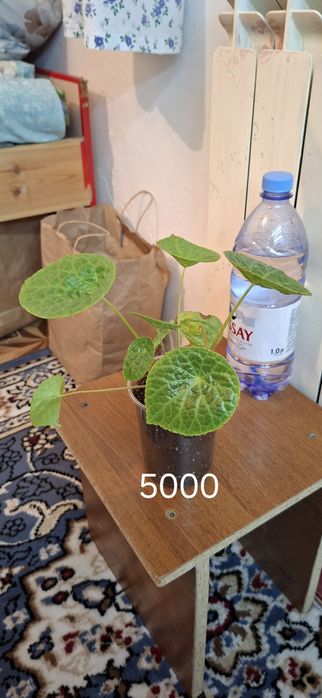 Оксалис или кислица