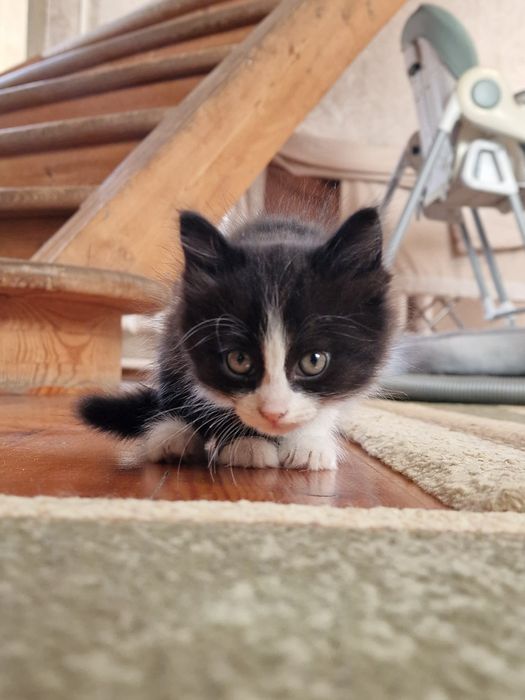 Отдам котёнка в добрые руки