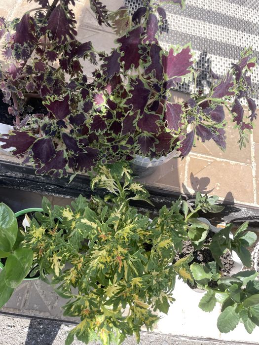 Продам цветы,комнатные: