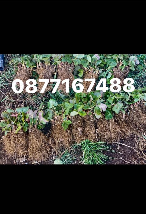 Качествен разсад ягоди и малини