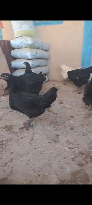 Гигант балапандар 4 ай