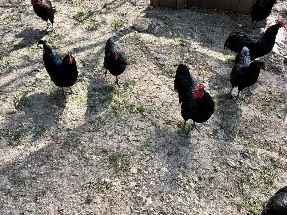 Cocosi Australorp