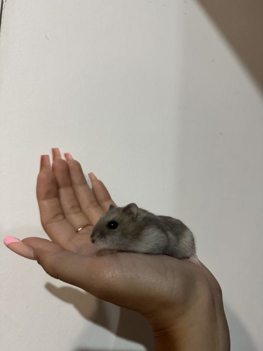 Джунгарский Хомяк