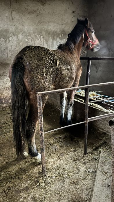 Кунан байланган семыз