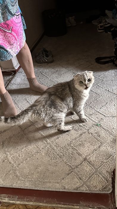 Нашлась кошка, с виду породистая
