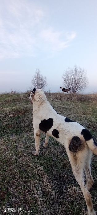 Алабай чисто кровь