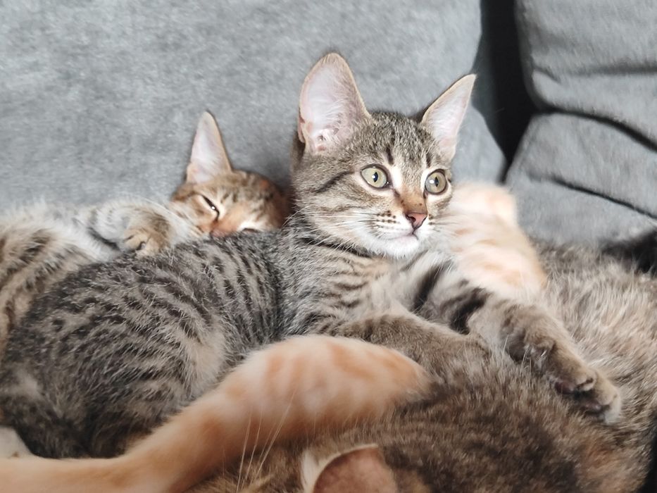 Отдаю котят бауырластар 2
