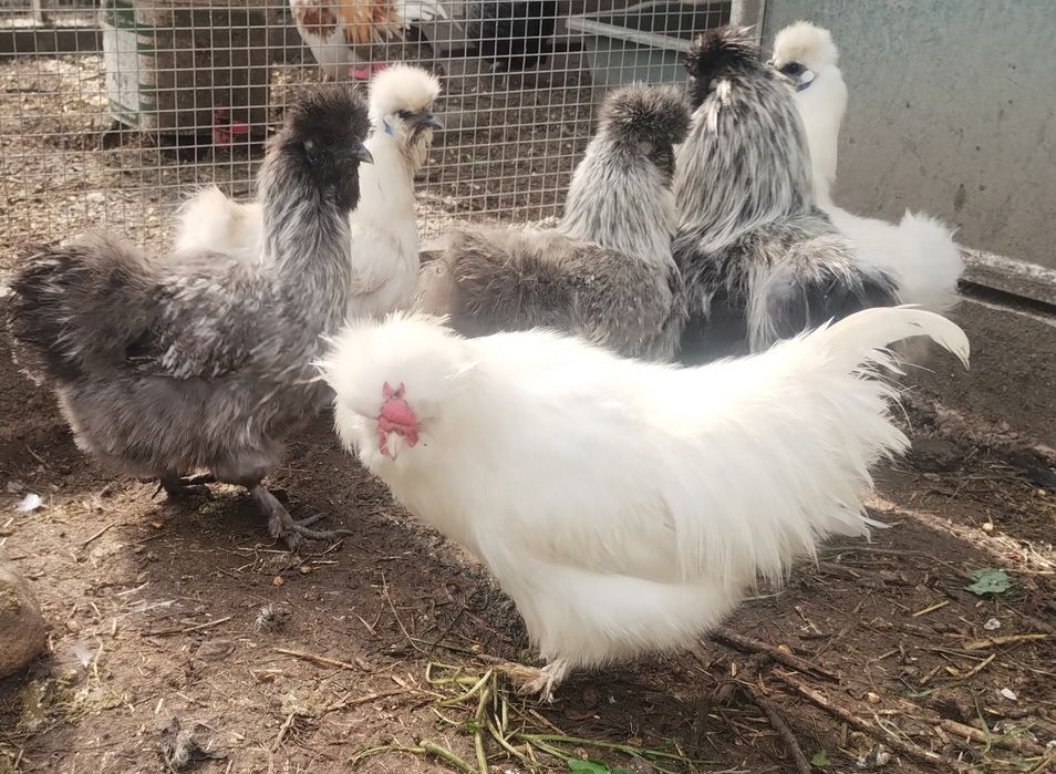 Чифтове Кемани,Серами, Копринки.Яйца за люпене.Зайчета и морски свинче