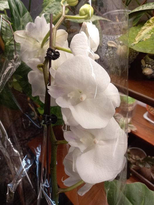 Орхидея фаленопсис, орхидеи, растения, цветы