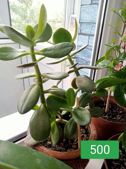 Комнатные шикарные цветы