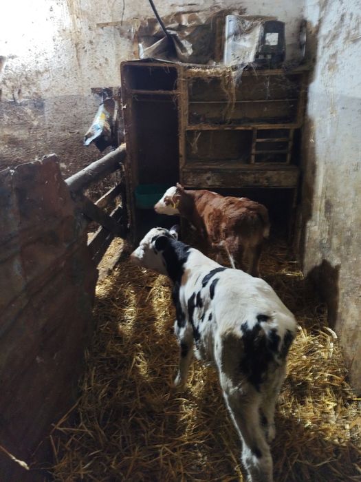 Vând 4 viței masculi cu vârsta cuprinsă într-e (3 saptamâni -o luna)