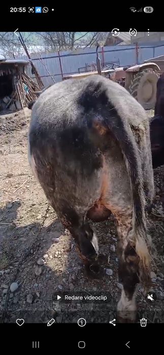 Taur Blue Belgian s-a vândut