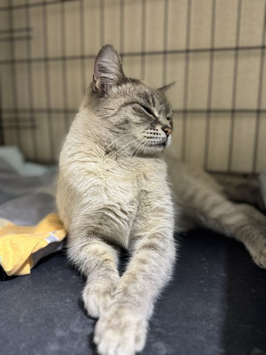 Ищет дом красивая кошечка