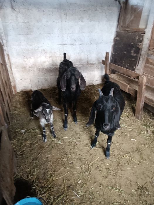 Коза.       козел