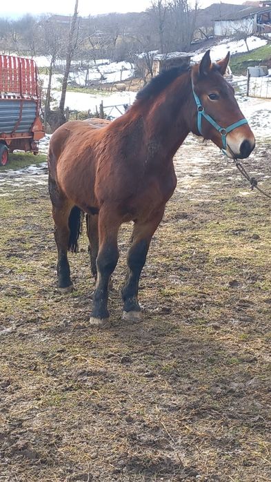 Vând sau schimb manz