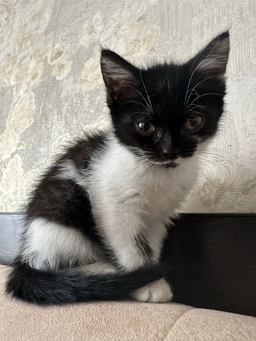 Котенок девочка