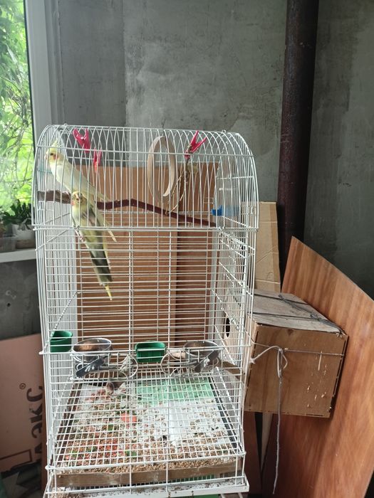 Продам пару карелл с клеткой.